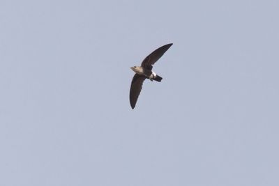 g13/32/1250632/3/174702718.bc08ec78.JPEG