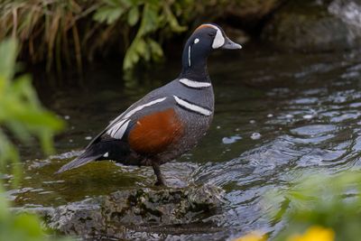 Harlequin duck - Histrionicus histrionicus