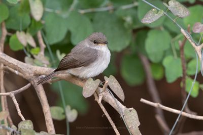Swamp Flycatcher - Muscicapa aquatica