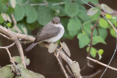 Swamp Flycatcher - Muscicapa aquatica