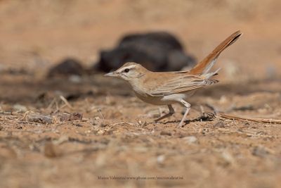 Rufous-tailed Scrub-robin - Cercotrichas galactotes