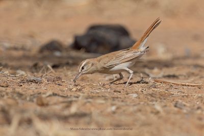 Rufous-tailed Scrub-robin - Cercotrichas galactotes