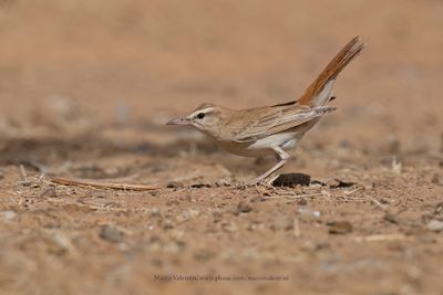 Rufous-tailed Scrub-robin - Cercotrichas galactotes