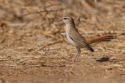 Rufous-tailed Scrub-robin - Cercotrichas galactotes