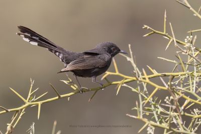Black Scrub-Robin - Cercotrichas podobe