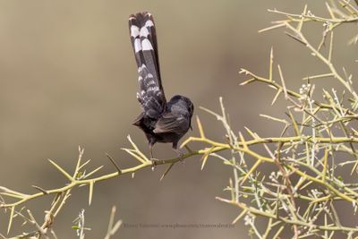 Black Scrub-Robin - Cercotrichas podobe