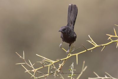 Black Scrub-Robin - Cercotrichas podobe