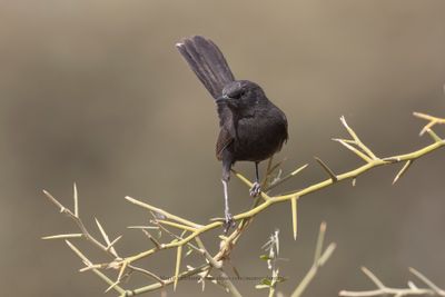 Black Scrub-Robin - Cercotrichas podobe