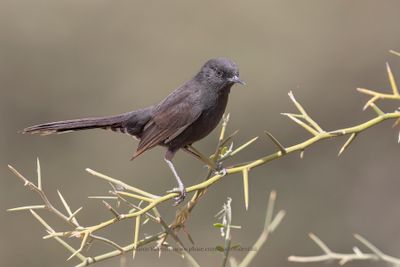 Black Scrub-Robin - Cercotrichas podobe