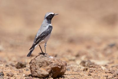 Atlas Wheatear - Oenanthe seebohmi
