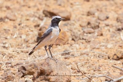 Atlas Wheatear - Oenanthe seebohmi