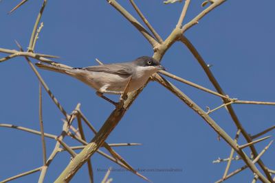 Western Orphean Warbler - Sylvia hortensis