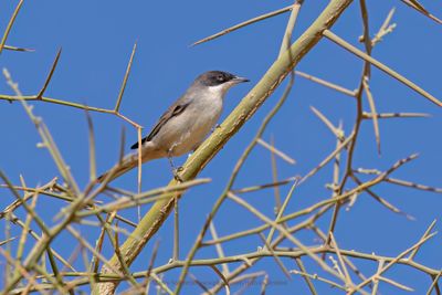 Western Orphean Warbler - Sylvia hortensis