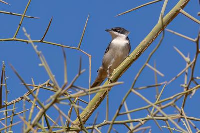 Western Orphean Warbler - Sylvia hortensis