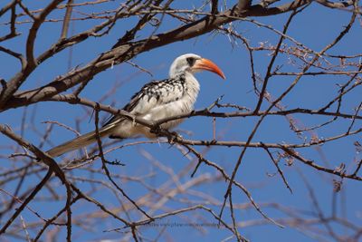 Western Red-billed Hornbill - Tockus kempi