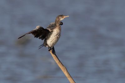 Long-tailed cormorant - Microcarbo africanus
