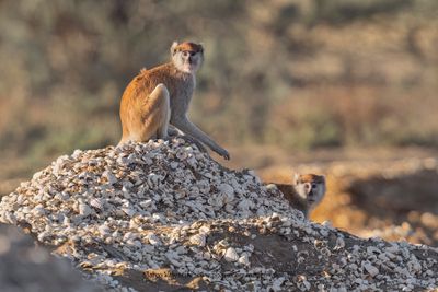 Patas Monkey - Erythrocebus patas