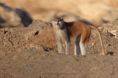 Patas Monkey - Erythrocebus patas