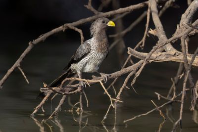 Western Plantain-eater - Crinifer piscator