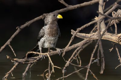 Western Plantain-eater - Crinifer piscator