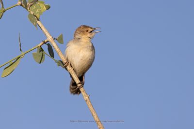 Winding Cisticola - Cisticola marginatus