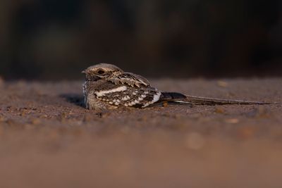 Long-tailed Nightjar - Caprimulgus climacurus