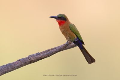 Red-throated bee-eater - Merops bulocki