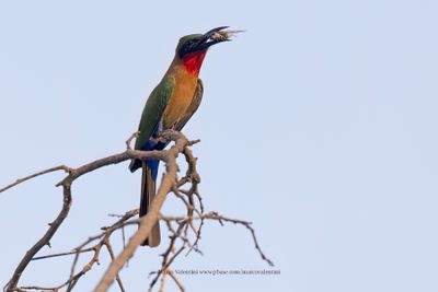 Red-throated bee-eater - Merops bulocki