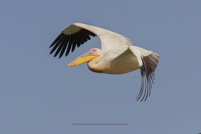 White Pelican - Pelecanus onocrotalus