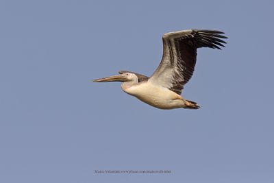 White Pelican - Pelecanus onocrotalus