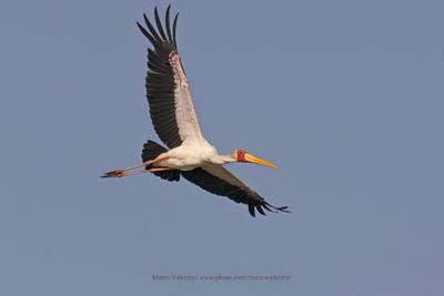 Yellow-billed Stork - Mycteria ibis