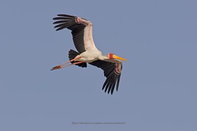 Yellow-billed Stork - Mycteria ibis