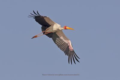 Yellow-billed Stork - Mycteria ibis