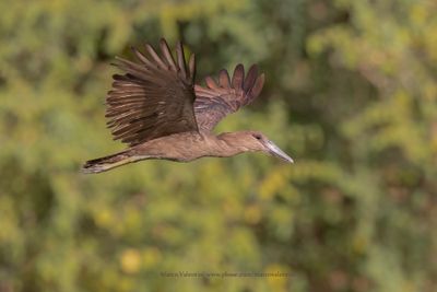 Hamerkop - Scopus umbretta