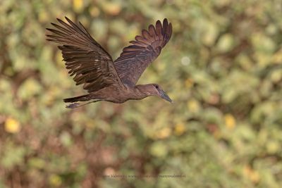 Hamerkop - Scopus umbretta