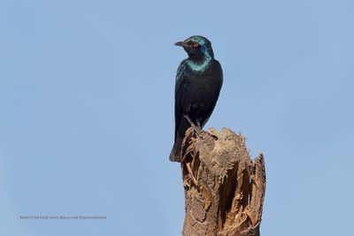 Greater Blu-eared Starling - Lamprotornis chalybaeus