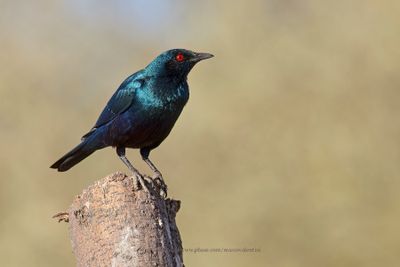 Greater Blu-eared Starling - Lamprotornis chalybaeus