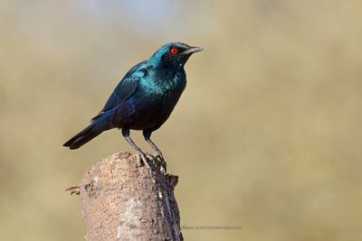 Greater Blu-eared Starling - Lamprotornis chalybaeus