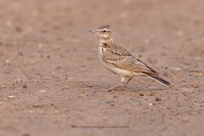 Crested lark - Galerida cristata