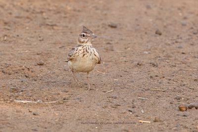 Crested lark - Galerida cristata