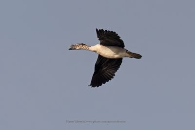 Knob-billed duck - Sarkidiornis melanotos