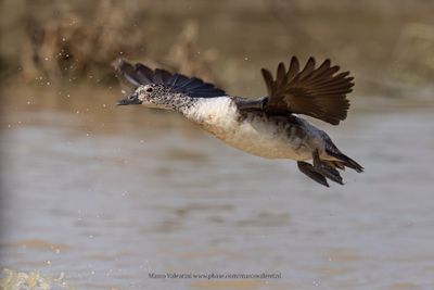 Knob-billed duck - Sarkidiornis melanotos