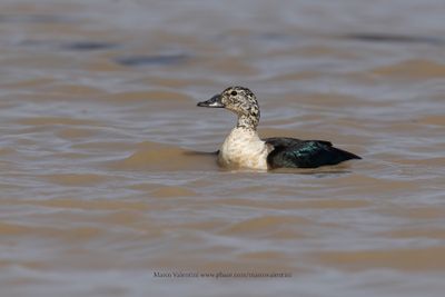 Knob-billed duck - Sarkidiornis melanotos