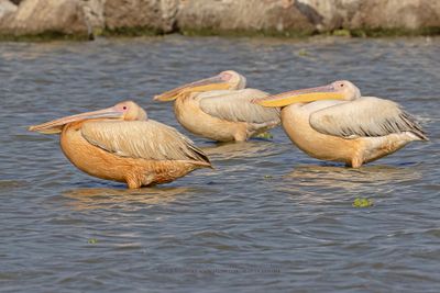 White Pelican - Pelecanus onocrotalus