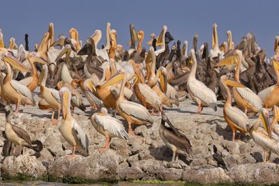 White Pelican - Pelecanus onocrotalus
