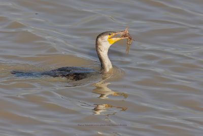 White-breasted Cormorant - Phalacrocorax lucidus