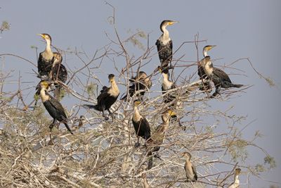 White-breasted Cormorant - Phalacrocorax lucidus