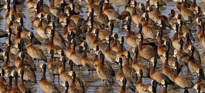 White-faced Whistling-duck - Dendrocygna viduata