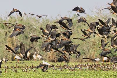 White-faced Whistling-duck - Dendrocygna viduata