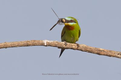 Blue-cheeked Bee-eater - Merops persicus